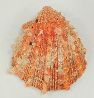 AAA Jewelry Grade Spiny Oyster